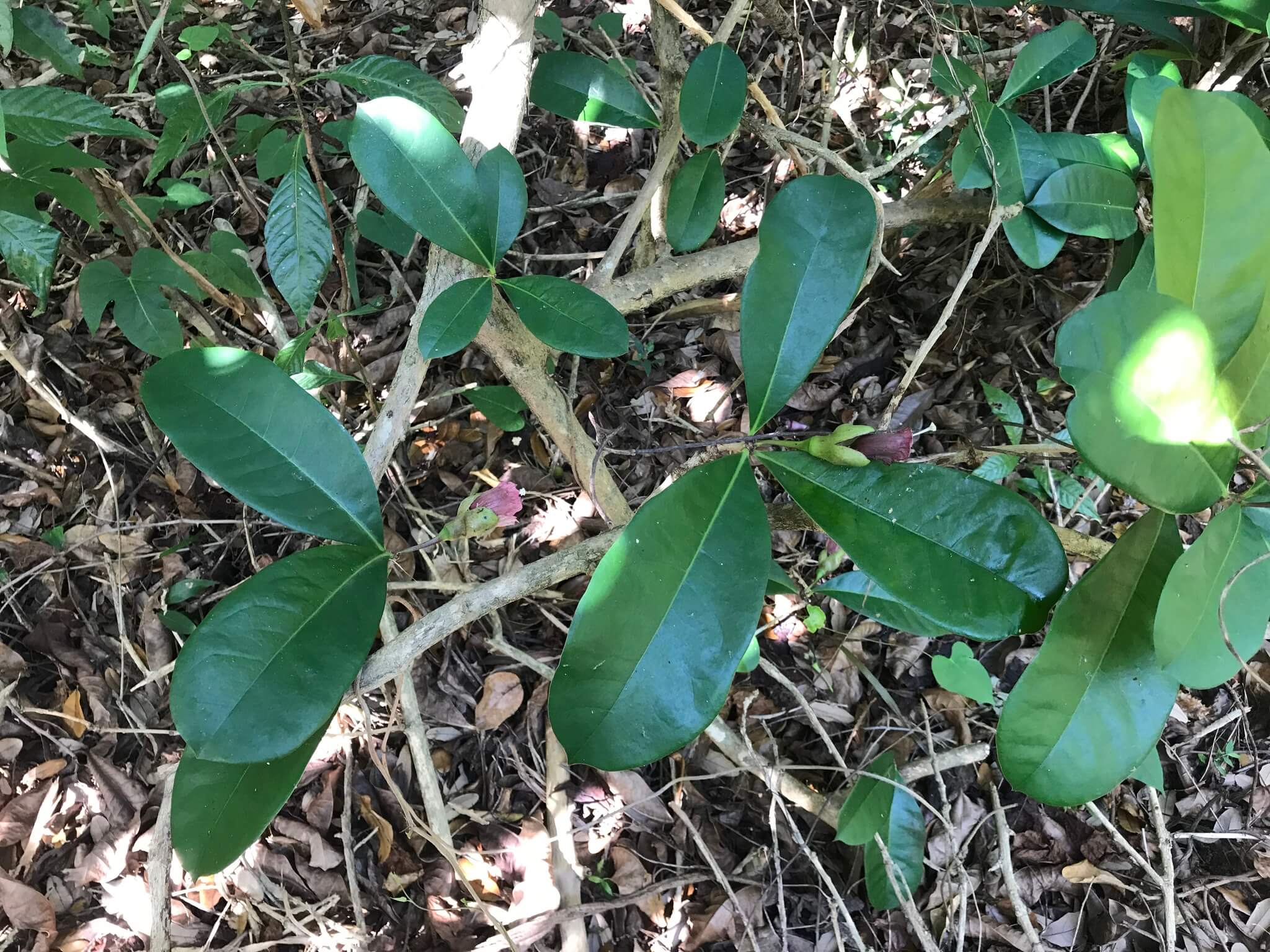 Amphitecna latifolia 